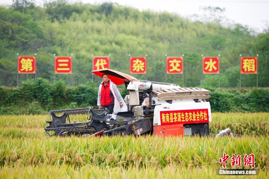 China: arroz híbrido de terceira geração atinge alto rendimento
