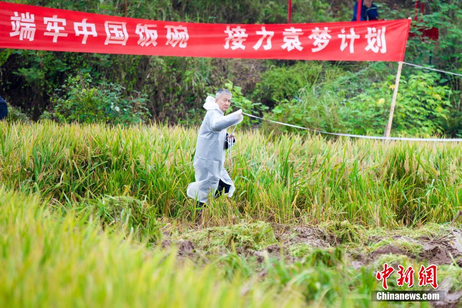 China: arroz híbrido de terceira geração atinge alto rendimento