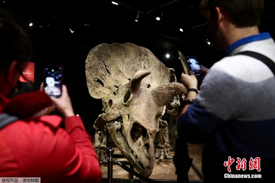 Maior fóssil de Triceratops do mundo leiloado por 6,65 milhões de euros em Paris