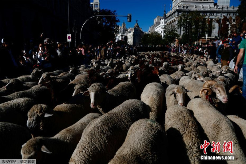 Espanha: Festival da Transumância é realizado em Madrid