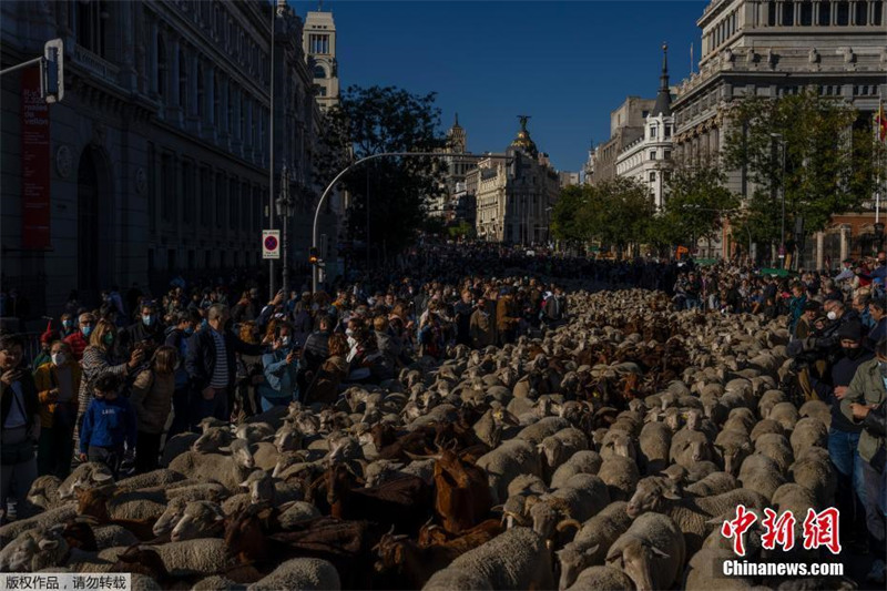 Espanha: Festival da Transumância é realizado em Madrid