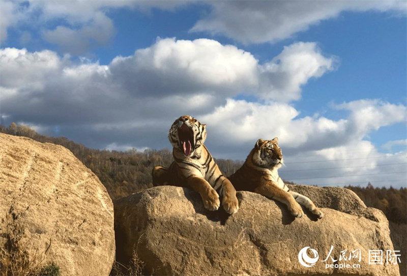 Galeria: Parque Florestal dos Tigres-siberianos, Heilongjiang

