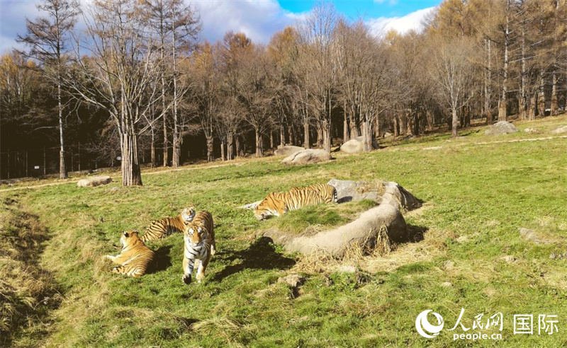 Galeria: Parque Florestal dos Tigres-siberianos, Heilongjiang

