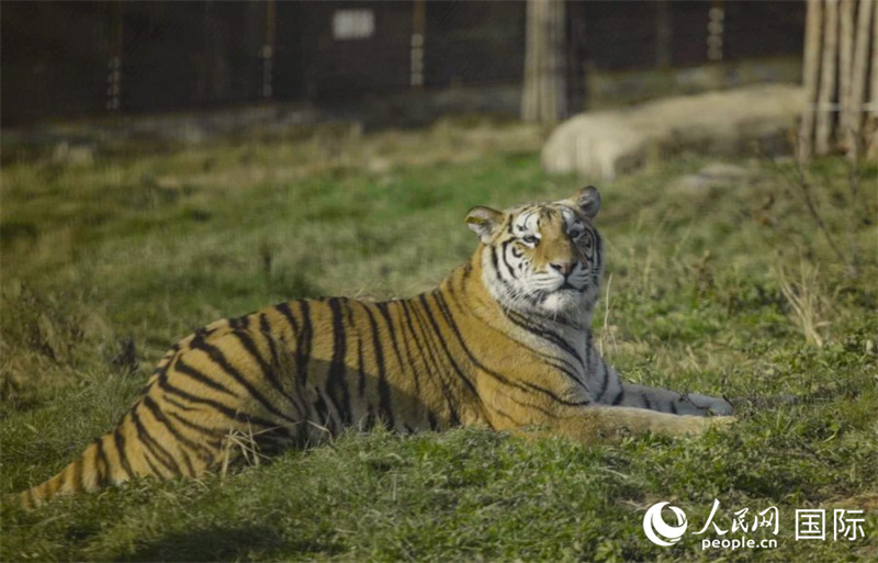 Galeria: Parque Florestal dos Tigres-siberianos, Heilongjiang

