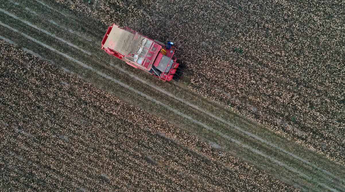 Xinjiang inicia temporada de colheita de algodão