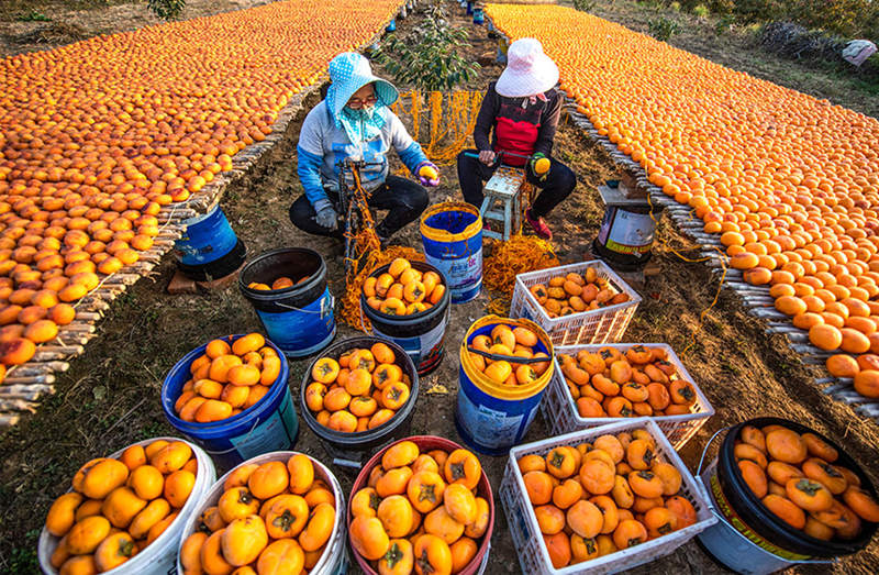 Shanxi: temporada de colheita de caqui vermelha de outono em Wanrong