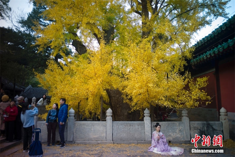 Galeria: paisagem de outono em Beijing