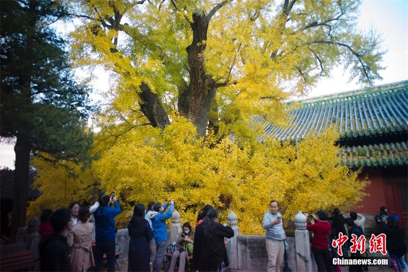 Galeria: paisagem de outono em Beijing