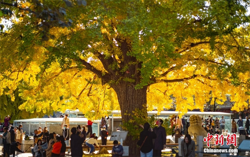 Galeria: paisagem de outono em Beijing