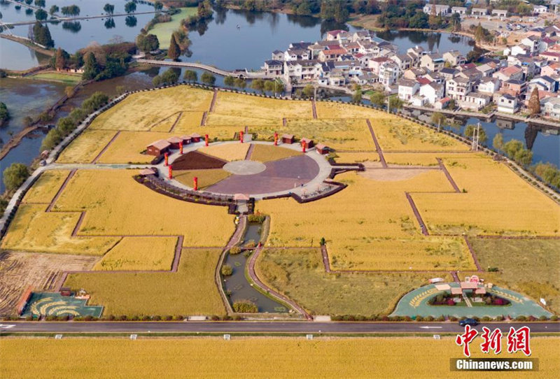 Galeria: Campos de arroz dourados em Nanjing encantadurante colheita