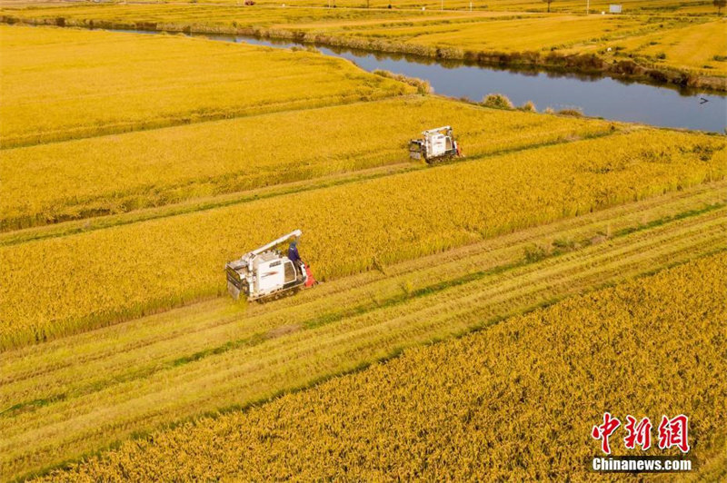 Galeria: Campos de arroz dourados em Nanjing encantadurante colheita