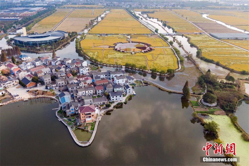 Galeria: Campos de arroz dourados em Nanjing encantadurante colheita