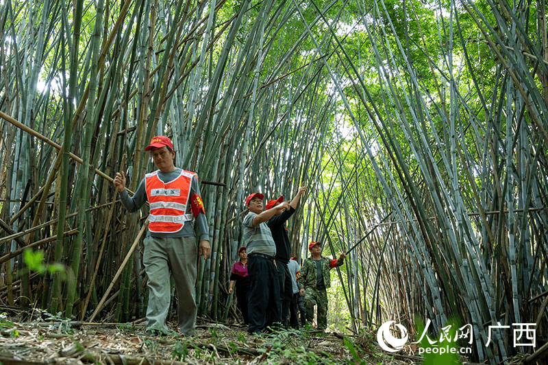 Nanning forma uma equipe de proteção de pássaros para proteger paraíso das garças