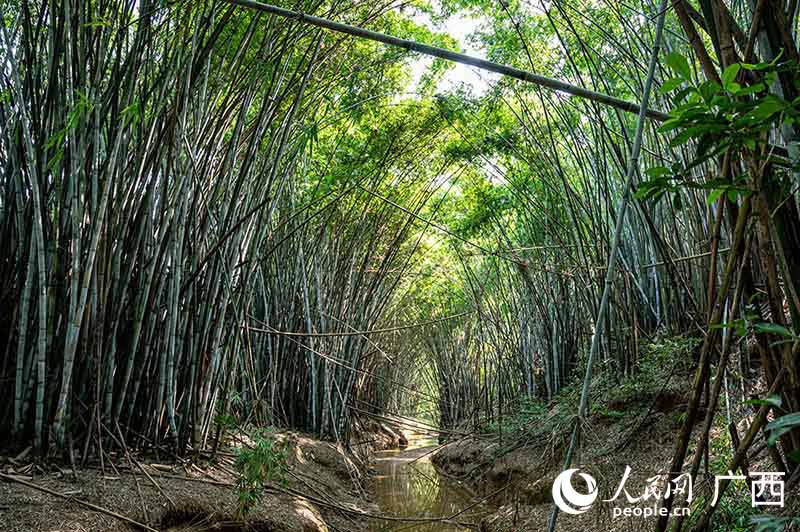 Nanning forma uma equipe de proteção de pássaros para proteger paraíso das garças