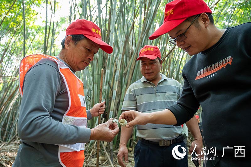 Nanning forma uma equipe de proteção de pássaros para proteger paraíso das garças