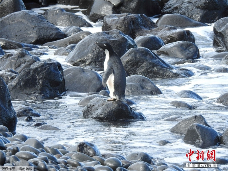“Aventura de um Pinguim” da Antártida para Zelândia