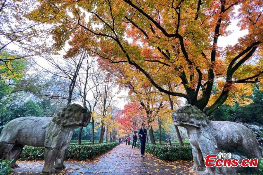 Nanjing: estrada com mais de 600 anos de história fica colorida no final do outono