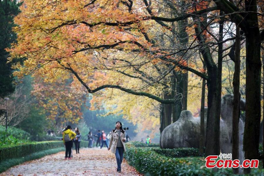 Nanjing: estrada com mais de 600 anos de história fica colorida no final do outono