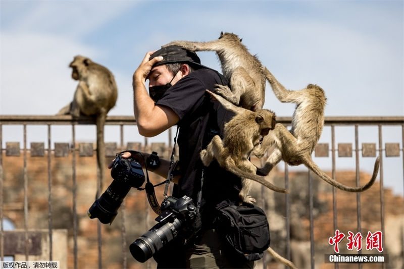 Tailândia: Lopburi realiza buffet anual dedicado aos macacos