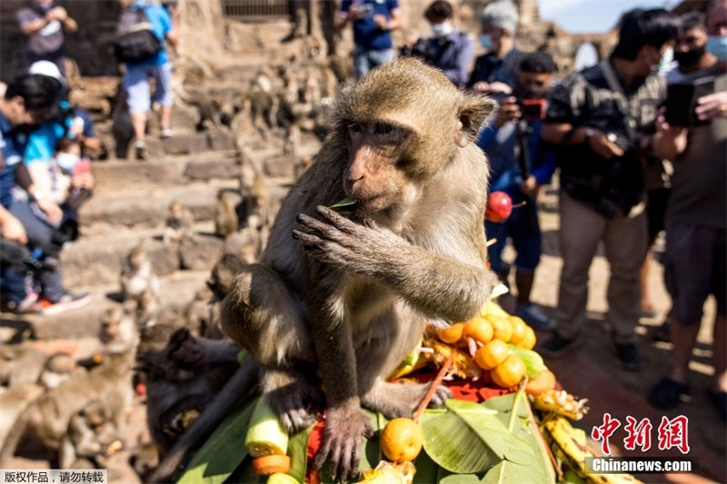 Tailândia: Lopburi realiza buffet anual dedicado aos macacos