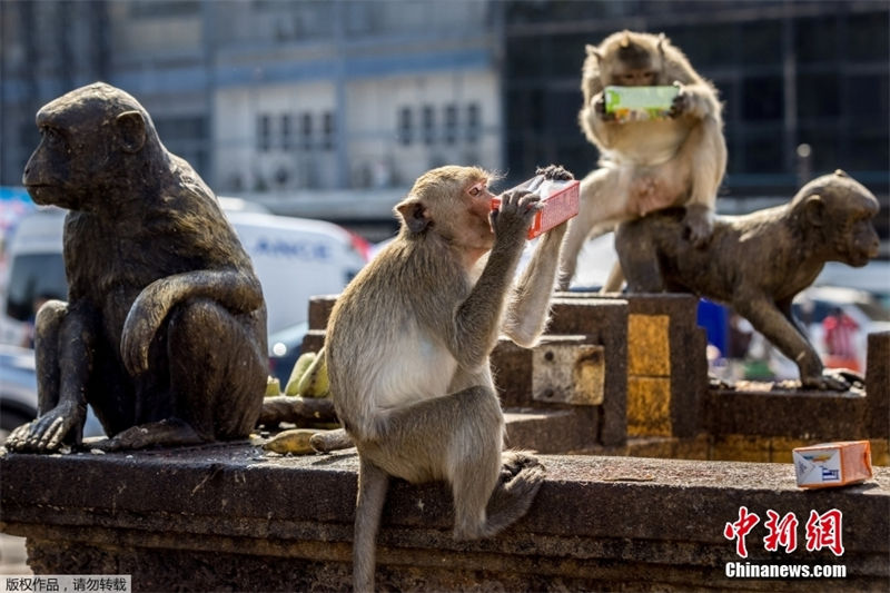 Tailândia: Lopburi realiza buffet anual dedicado aos macacos