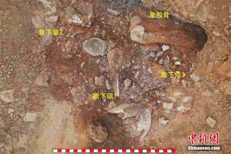 Leste da China descobre ferramenta de osso em Shandong, possivelmente a mais antiga do país