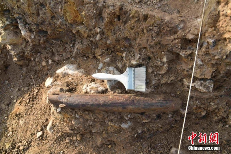 Leste da China descobre ferramenta de osso em Shandong, possivelmente a mais antiga do país