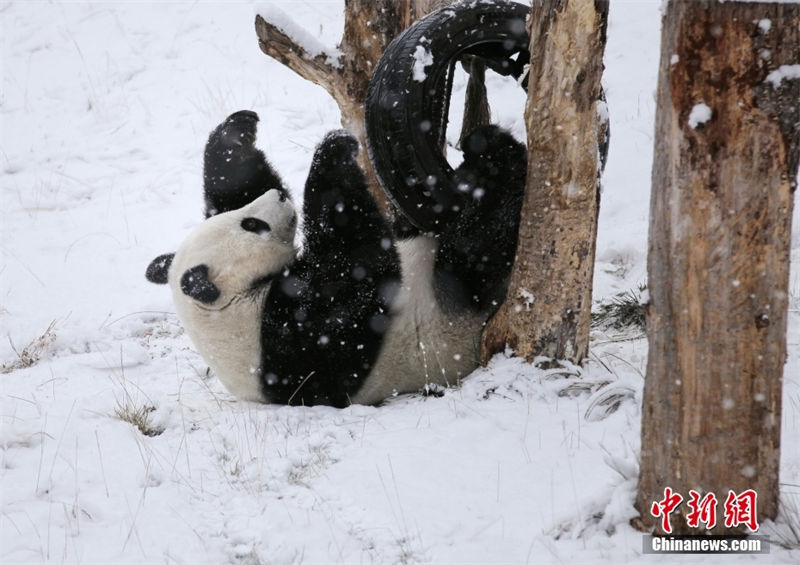 Galeria: pandas gigantes brincam na neve em Sichuan