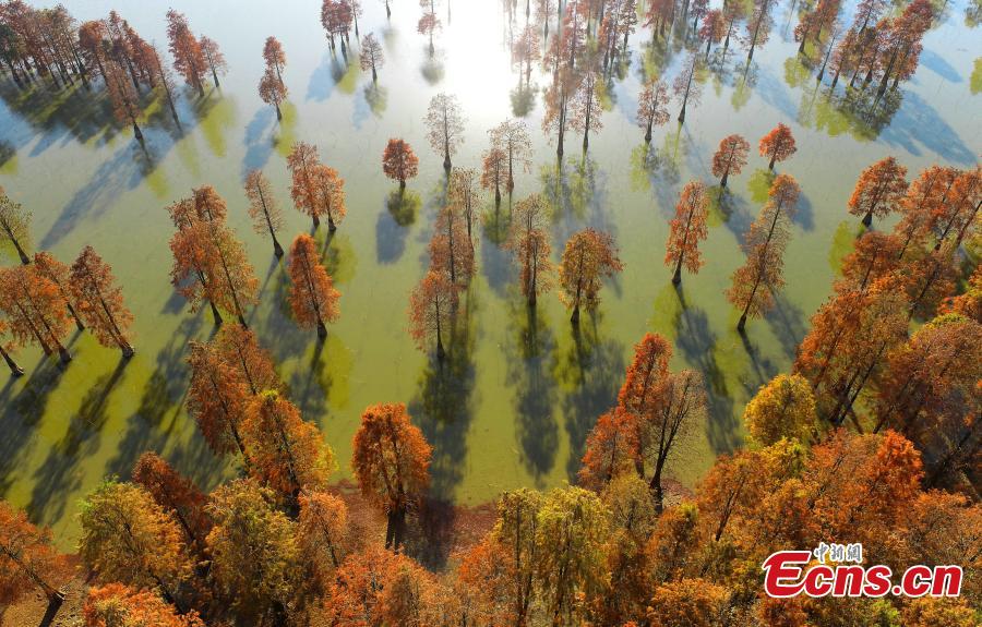 Galeria: paisagem florestal no leste da China  