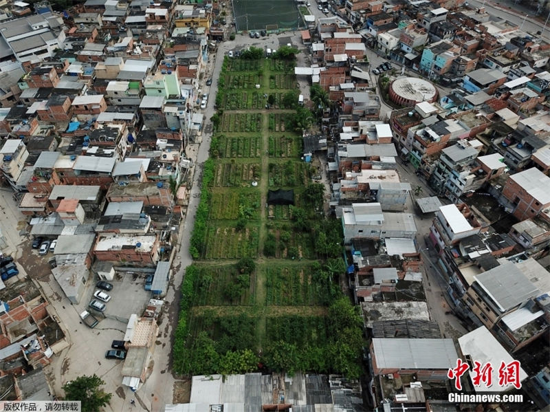 Brasil: Manguinhos abriga maior horta comunitária da América Latina