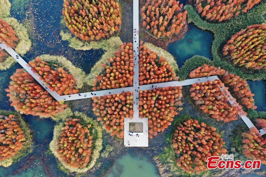 Galeria: paisagem de parque pantanoso no leste da China 