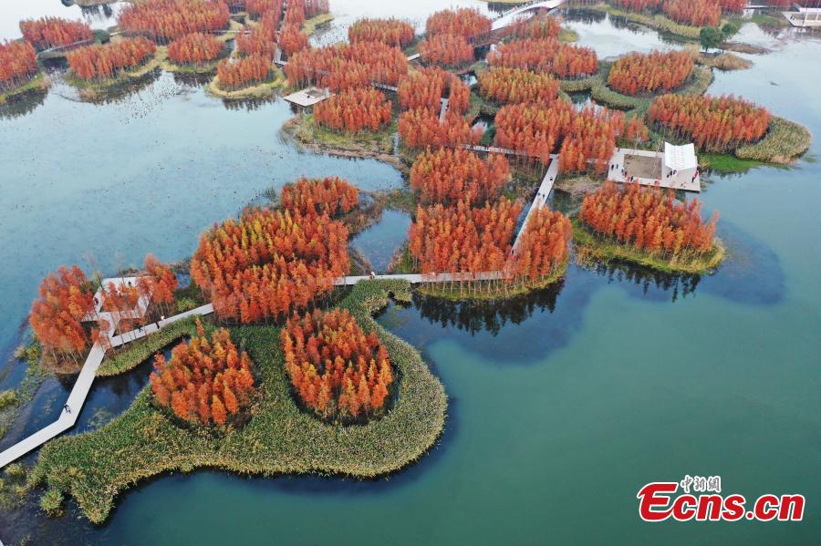 Galeria: paisagem de parque pantanoso no leste da China 