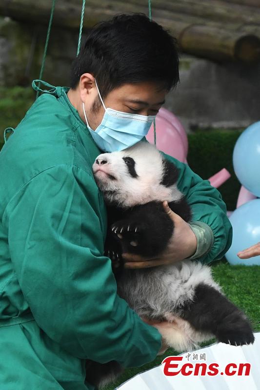 Gêmeos pandas gigantes se encontram com o público no zoológico de Chongqing

