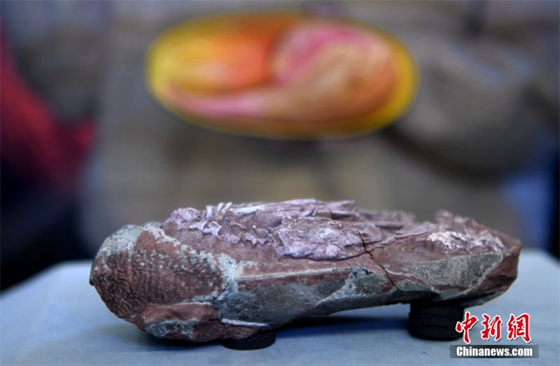 Embrião de dinossauro mais completo foi encontrado num ovo fossilizado na China 