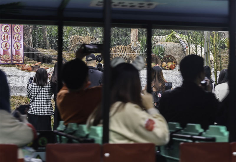 Festival da Primavera celebra ano do Tigre no calendário lunar chinês