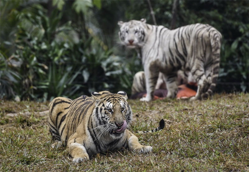 Festival da Primavera celebra ano do Tigre no calendário lunar chinês