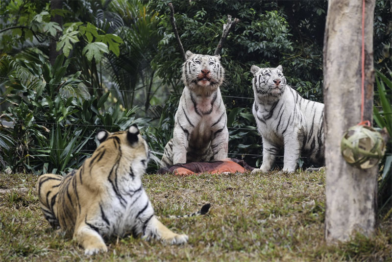 Festival da Primavera celebra ano do Tigre no calendário lunar chinês