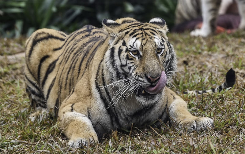 Festival da Primavera celebra ano do Tigre no calendário lunar chinês