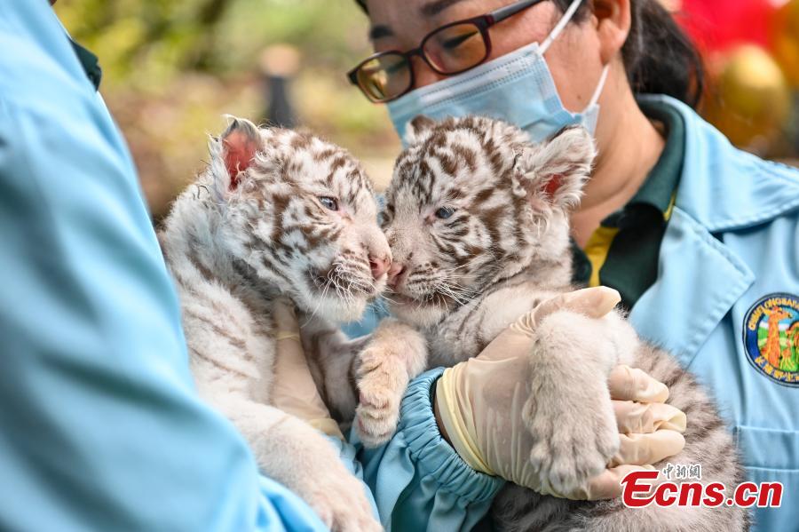 Tigres brancos recém-nascidos apresentados ao público no sul da China