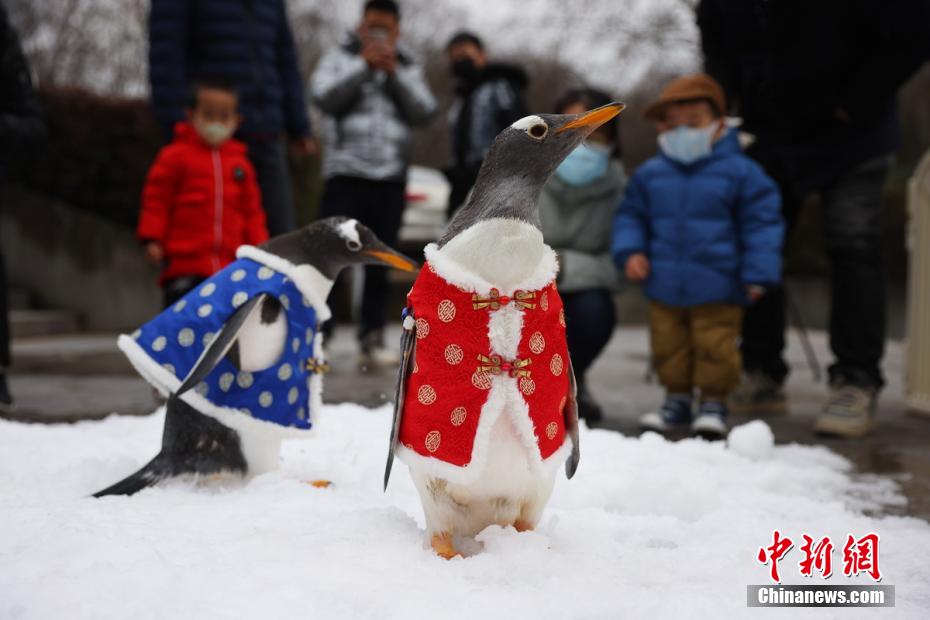 Nanjing: pinguins trajados para o Festival da Primavera