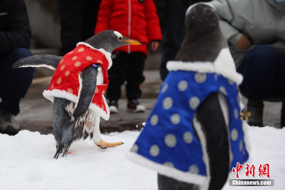 Nanjing: pinguins trajados para o Festival da Primavera