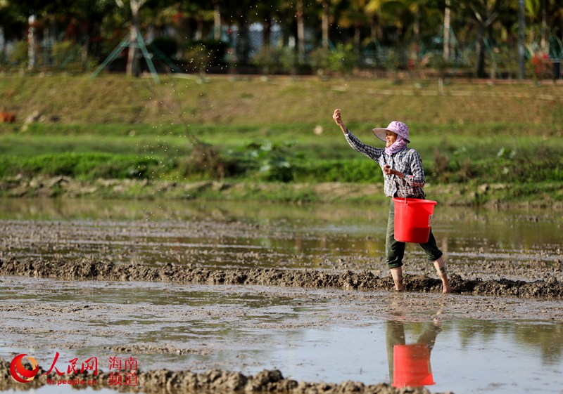 Haikou começa trabalho de lavragem dos campos durante a primavera