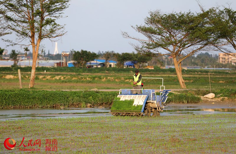 Haikou começa trabalho de lavragem dos campos durante a primavera