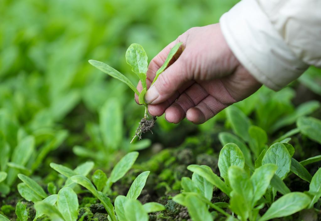 Plantio da primavera avança a bom ritmo na China