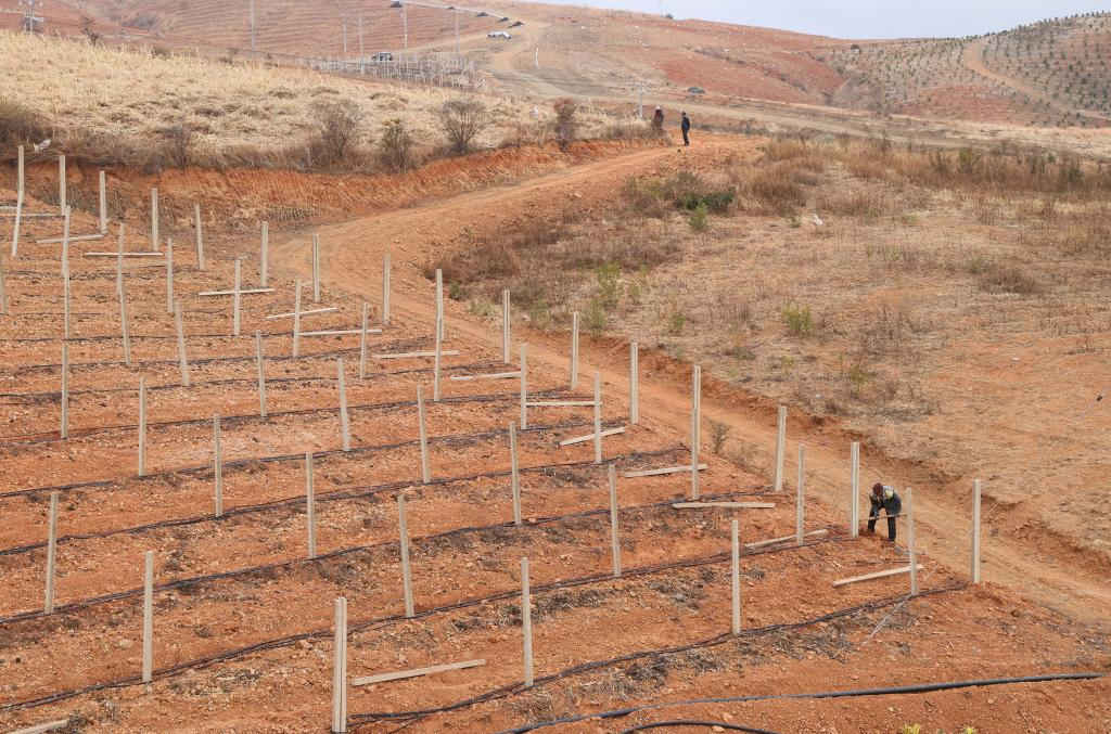 Plantio da primavera avança a bom ritmo na China