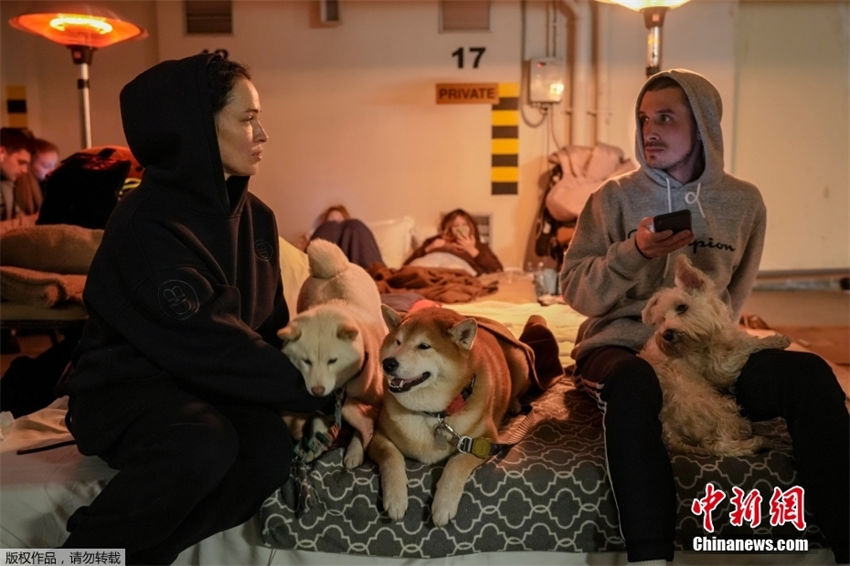 Ucrânia: populações evacuam com seus animais de estimação 