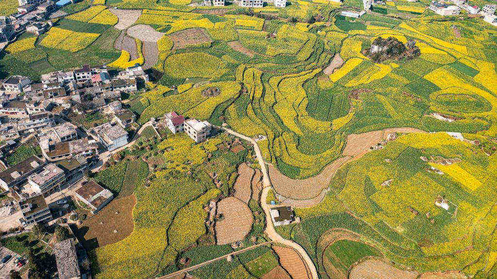 Paisagem de flores de colza na Vila de Mugang, na província chinesa de Guizhou