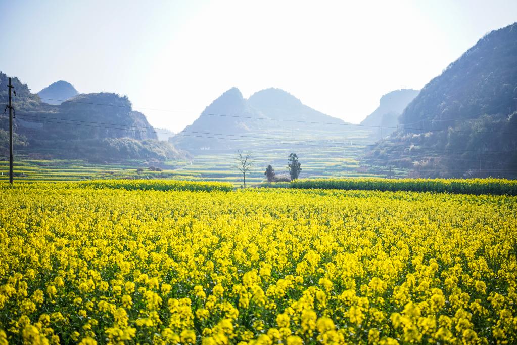 Paisagem de flores de colza na Vila de Mugang, na província chinesa de Guizhou