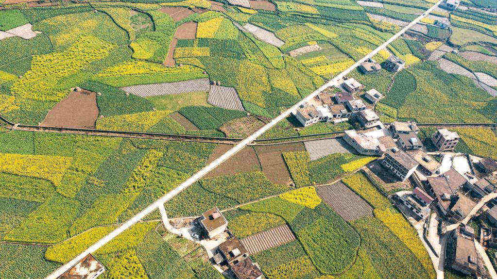 Paisagem de flores de colza na Vila de Mugang, na província chinesa de Guizhou