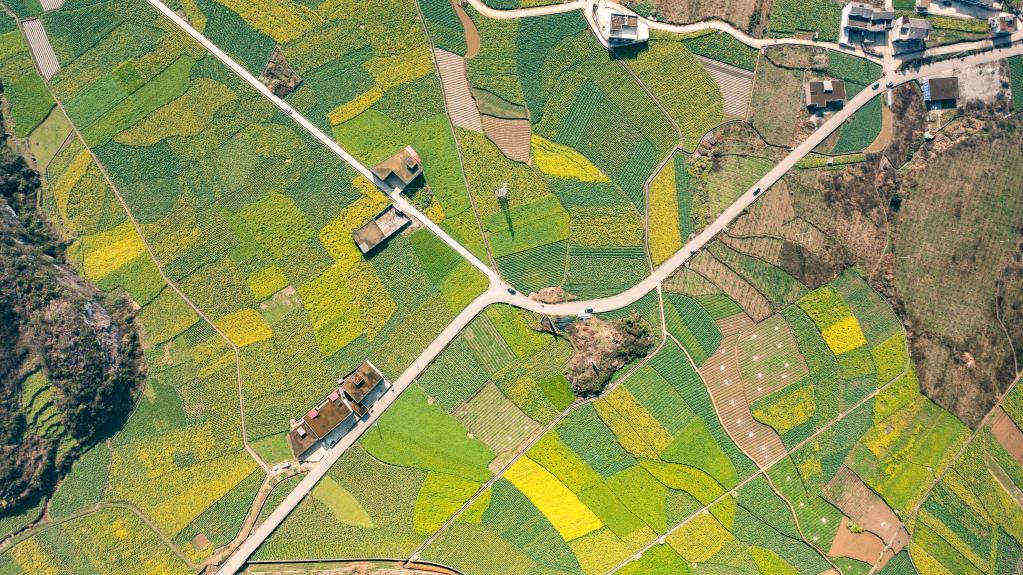 Paisagem de flores de colza na Vila de Mugang, na província chinesa de Guizhou